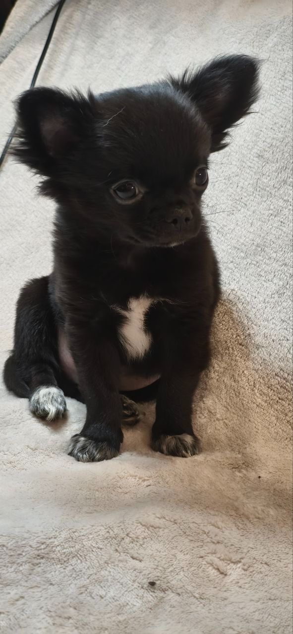 Шикарний хлопчик Атос