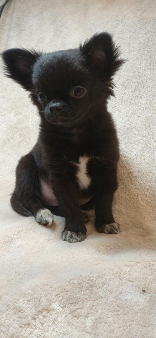 Шикарний хлопчик Атос