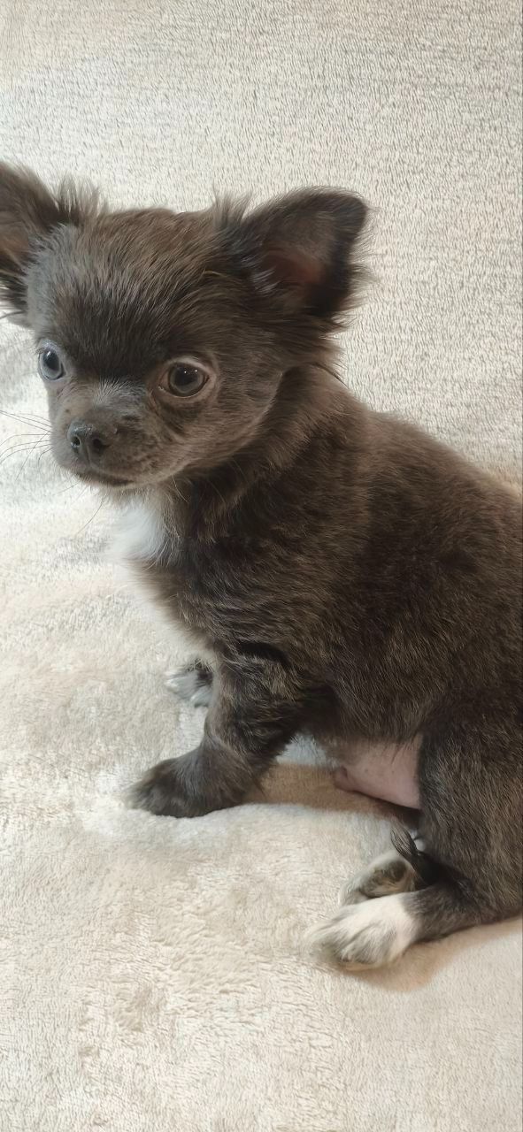 Чудовий хлопчик на ім’я Араміс