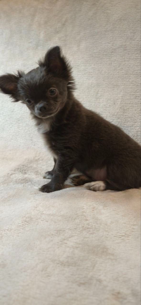 Чудовий хлопчик на ім’я Араміс