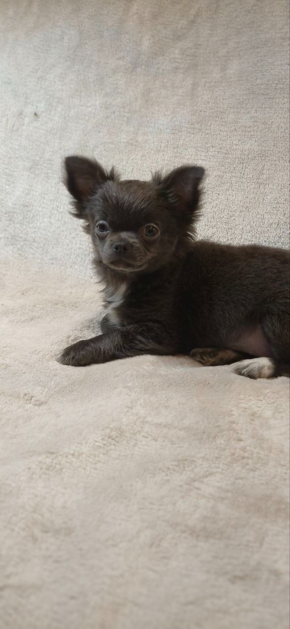 Чудовий хлопчик на ім’я Араміс