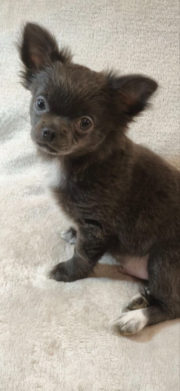 Чудовий хлопчик на ім’я Араміс