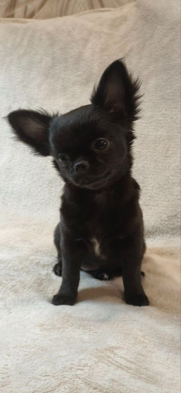 Чарівна дівчинка на ім’я Клякса