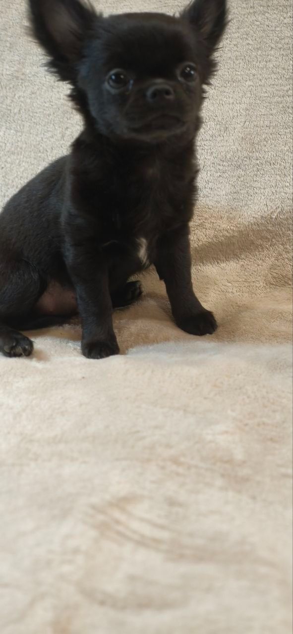 Чарівна дівчинка на ім’я Клякса