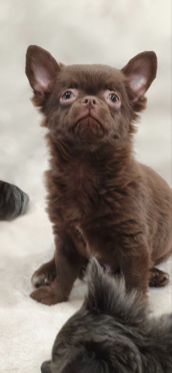 Милий хлопчик Каспер у шоколадному забарвленні