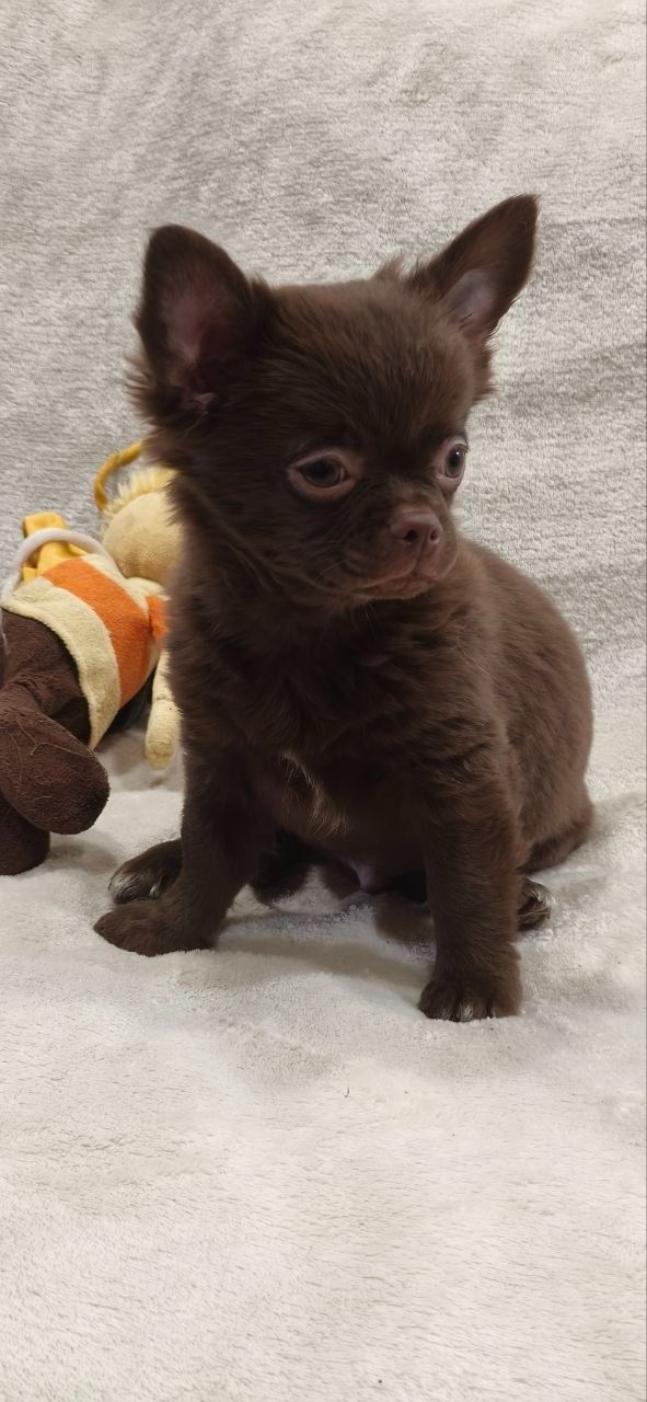 Милий хлопчик Каспер у шоколадному забарвленні