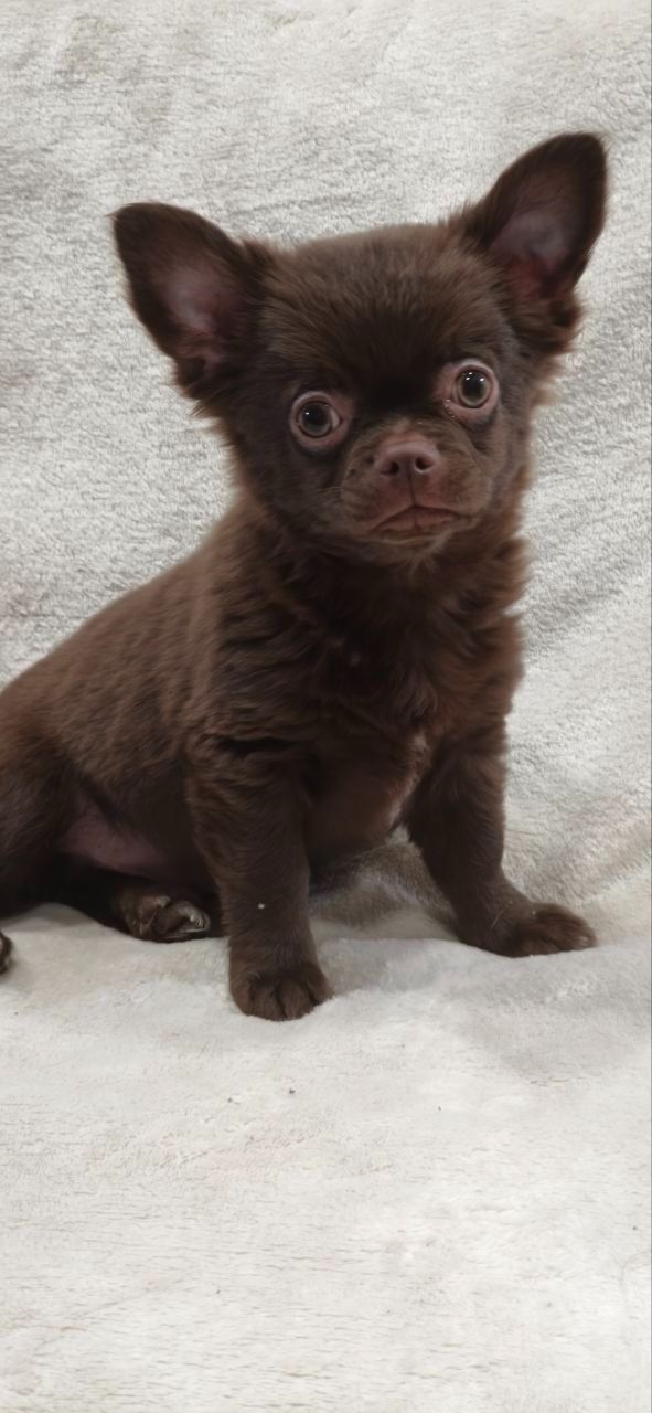 Милий хлопчик Каспер у шоколадному забарвленні