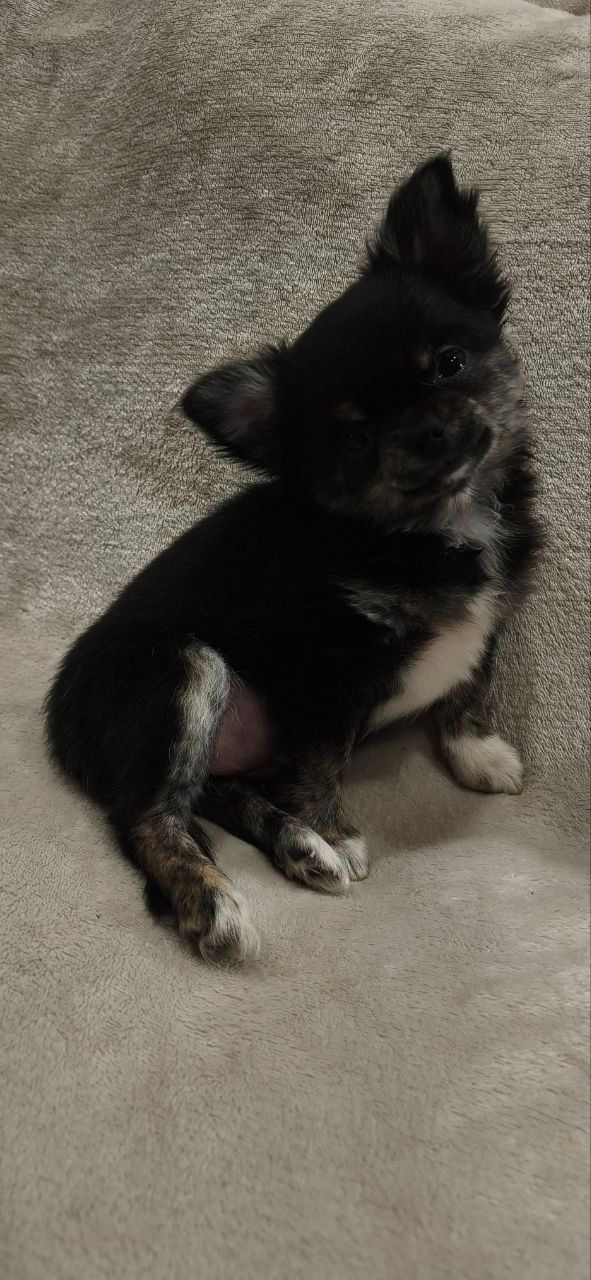 Шикарна дівчинка АССОЛЬ