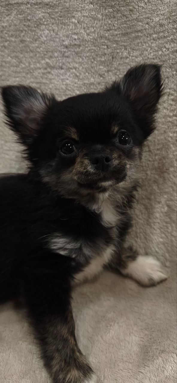 Шикарна дівчинка АССОЛЬ