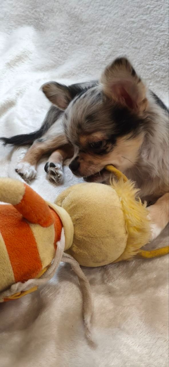 Шикарний хлопчик на ім'я Крош