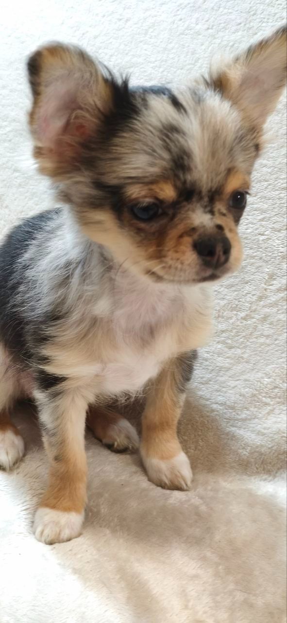 Шикарний хлопчик на ім'я Крош