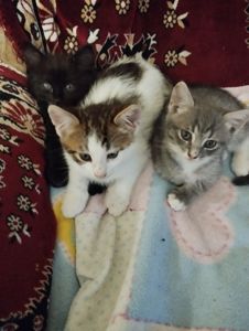 Без породи, просто красиві