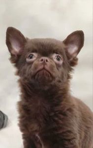 Милий хлопчик Каспер у шоколадному забарвленні