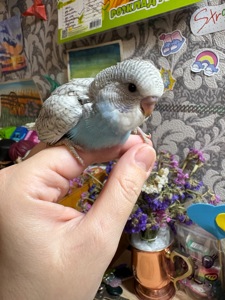 Хвилястичок хлопчик