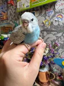 Хвилястичок хлопчик