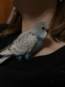 Хвилястичок хлопчик