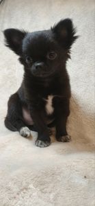 Шикарний хлопчик Атос