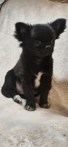 Шикарний хлопчик Атос