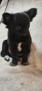 Шикарний хлопчик Атос