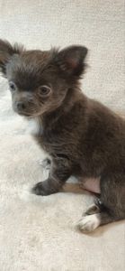 Чудовий хлопчик на ім’я Араміс