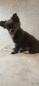 Чудовий хлопчик на ім’я Араміс