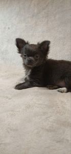 Чудовий хлопчик на ім’я Араміс