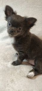 Чудовий хлопчик на ім’я Араміс