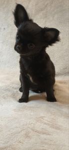 Чарівна дівчинка на ім’я Клякса