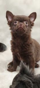 Милий хлопчик Каспер у шоколадному забарвленні