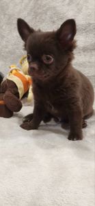 Милий хлопчик Каспер у шоколадному забарвленні