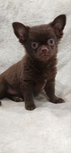 Милий хлопчик Каспер у шоколадному забарвленні