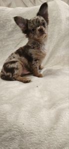 Чудовий хлопчик на ім’я Кай