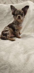 Чудовий хлопчик на ім’я Кай