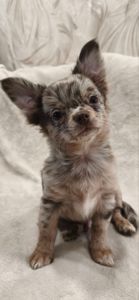 Чудовий хлопчик на ім’я Кай