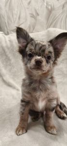 Чудовий хлопчик на ім’я Кай