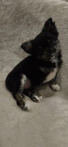 Шикарна дівчинка АССОЛЬ