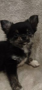 Шикарна дівчинка АССОЛЬ