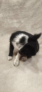 Шикарна дівчинка на ім'я "Адель"