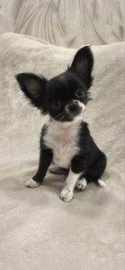 Шикарна дівчинка на ім'я "Адель"