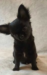 Чарівна дівчинка на ім’я Клякса