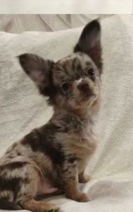 Чудовий хлопчик на ім’я Кай