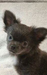 Чудовий хлопчик на ім’я Араміс