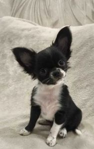 Шикарна дівчинка на ім'я "Адель"