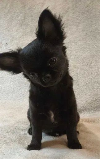 Чарівна дівчинка на ім’я Клякса