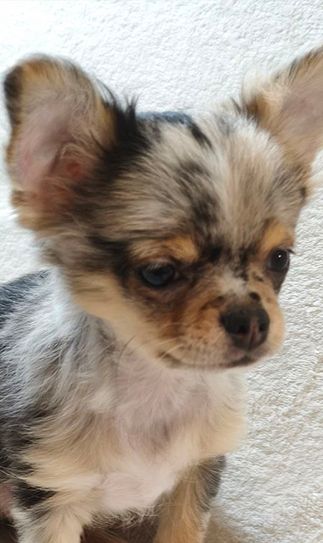 Шикарний хлопчик на ім'я Крош