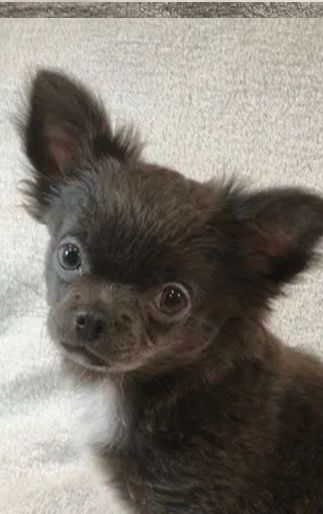 Чудовий хлопчик на ім’я Араміс