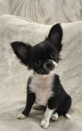 Шикарна дівчинка на ім'я "Адель"