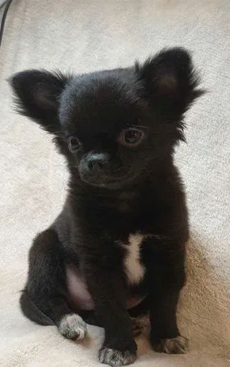 Шикарний хлопчик Атос