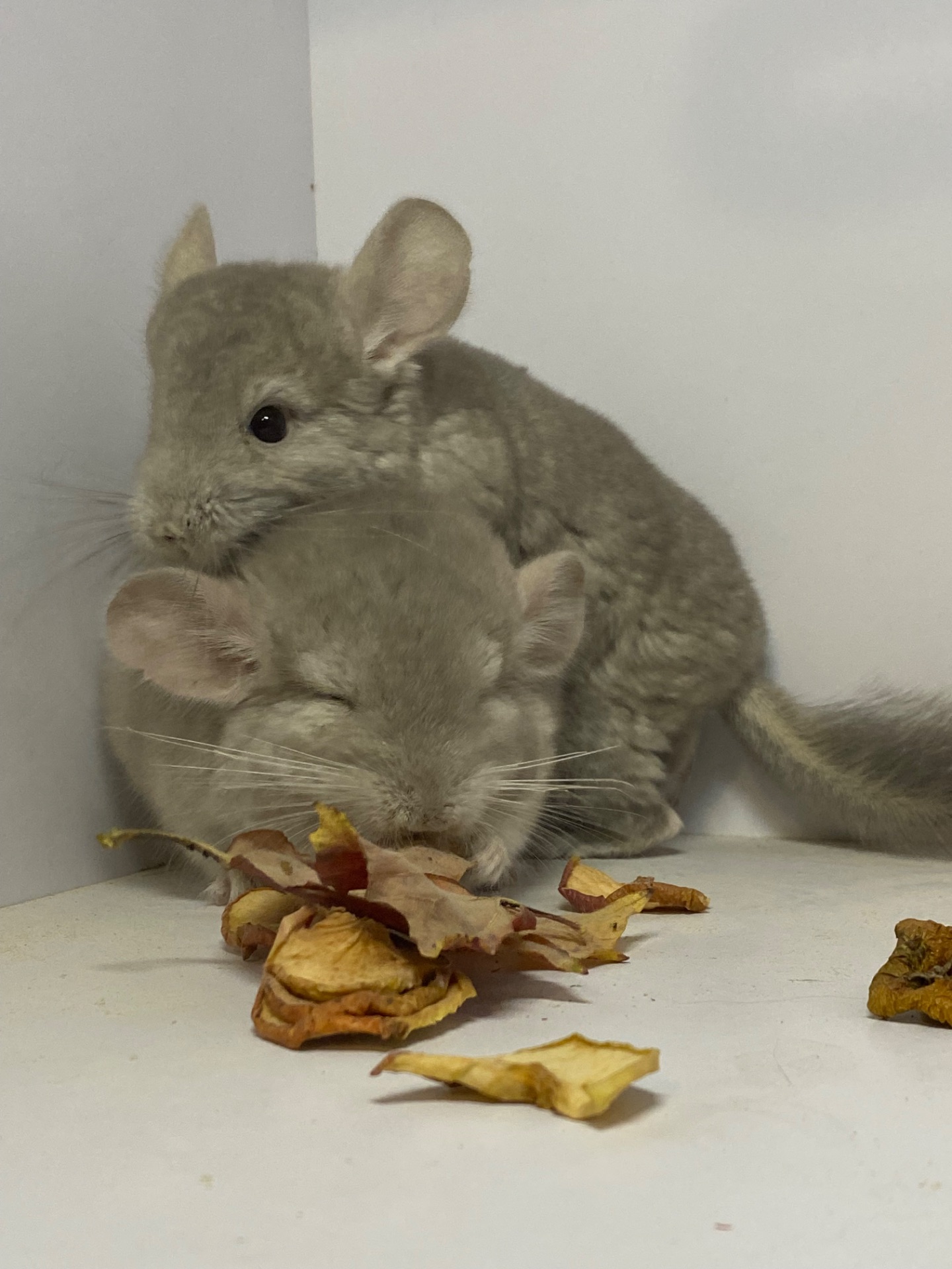 Шиншилла мальчик беж окрас 100носитк