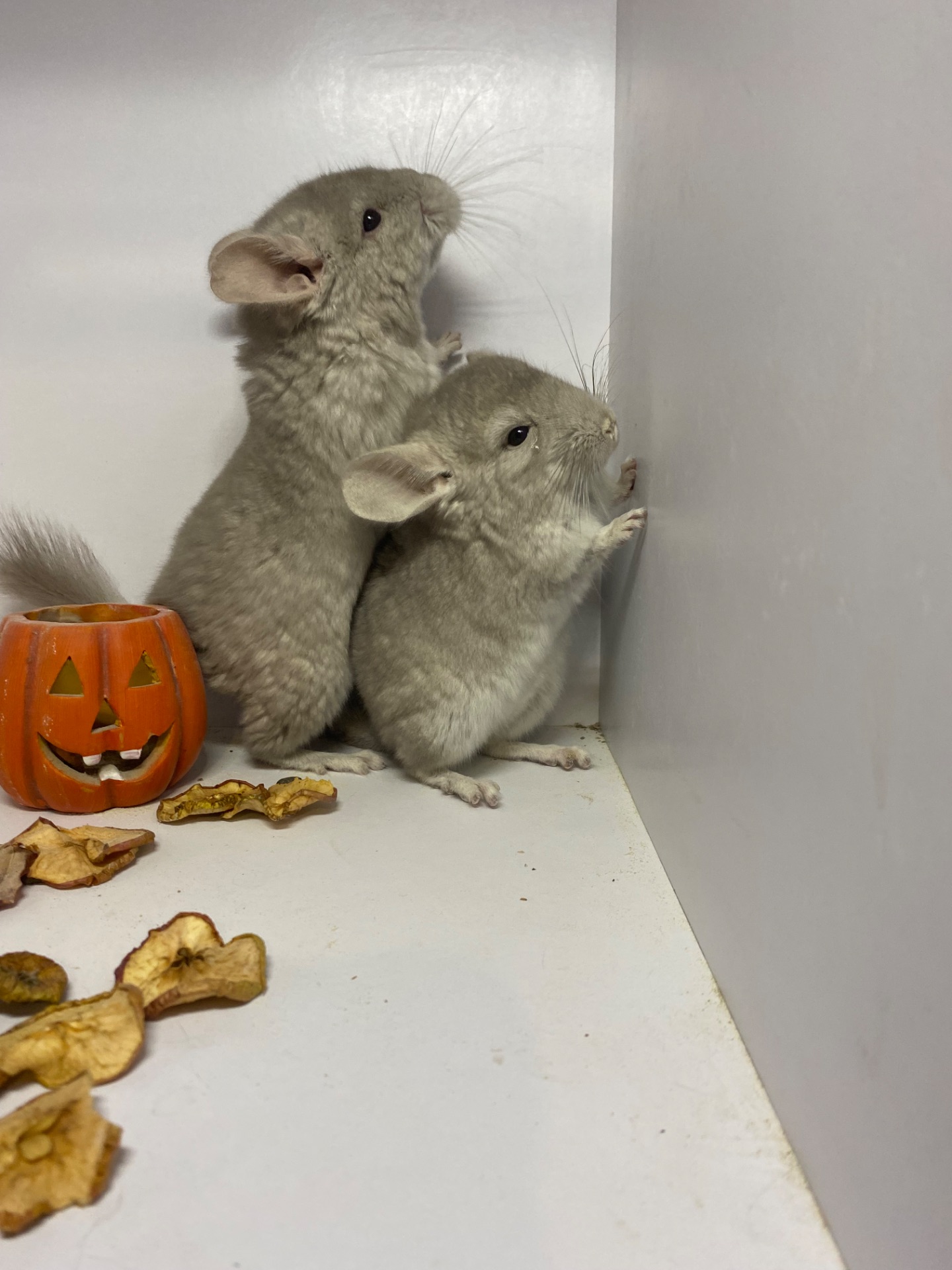 Шиншилла мальчик беж окрас 100носитк